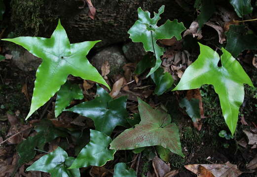 Plancia ëd Asplenium hemionitis L.