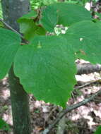 Image of Witch Hazel Cone Gall Aphid