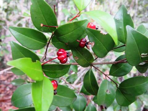 Image of Eugenia sulcata Spring ex Mart.