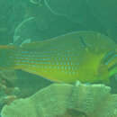 Image of Bluespotted Tuskfish