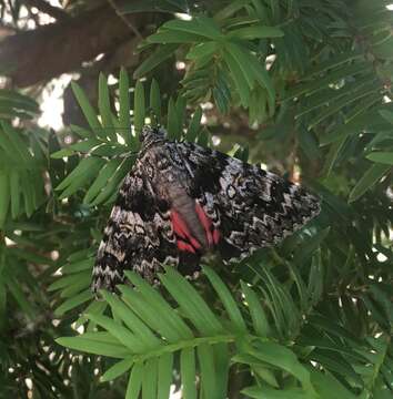 Image of Light crimson underwing moth