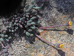 Image of Curio repens (L.) P. V. Heath