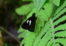 Image of Notocrypta paralysos Wood-Mason & de Nicéville 1881