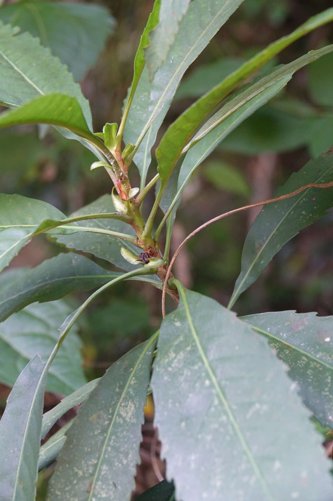 Eriobotrya deflexa (Hemsl.) Nakai的圖片