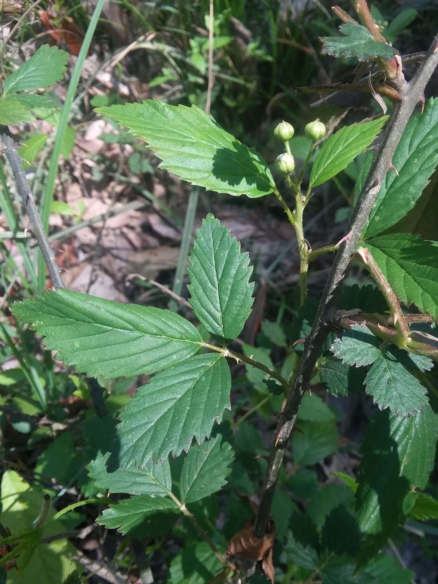 Слика од Rubus pensilvanicus Poir.