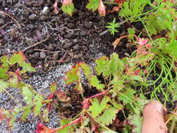 Image of Pelargonium patulum var. patulum