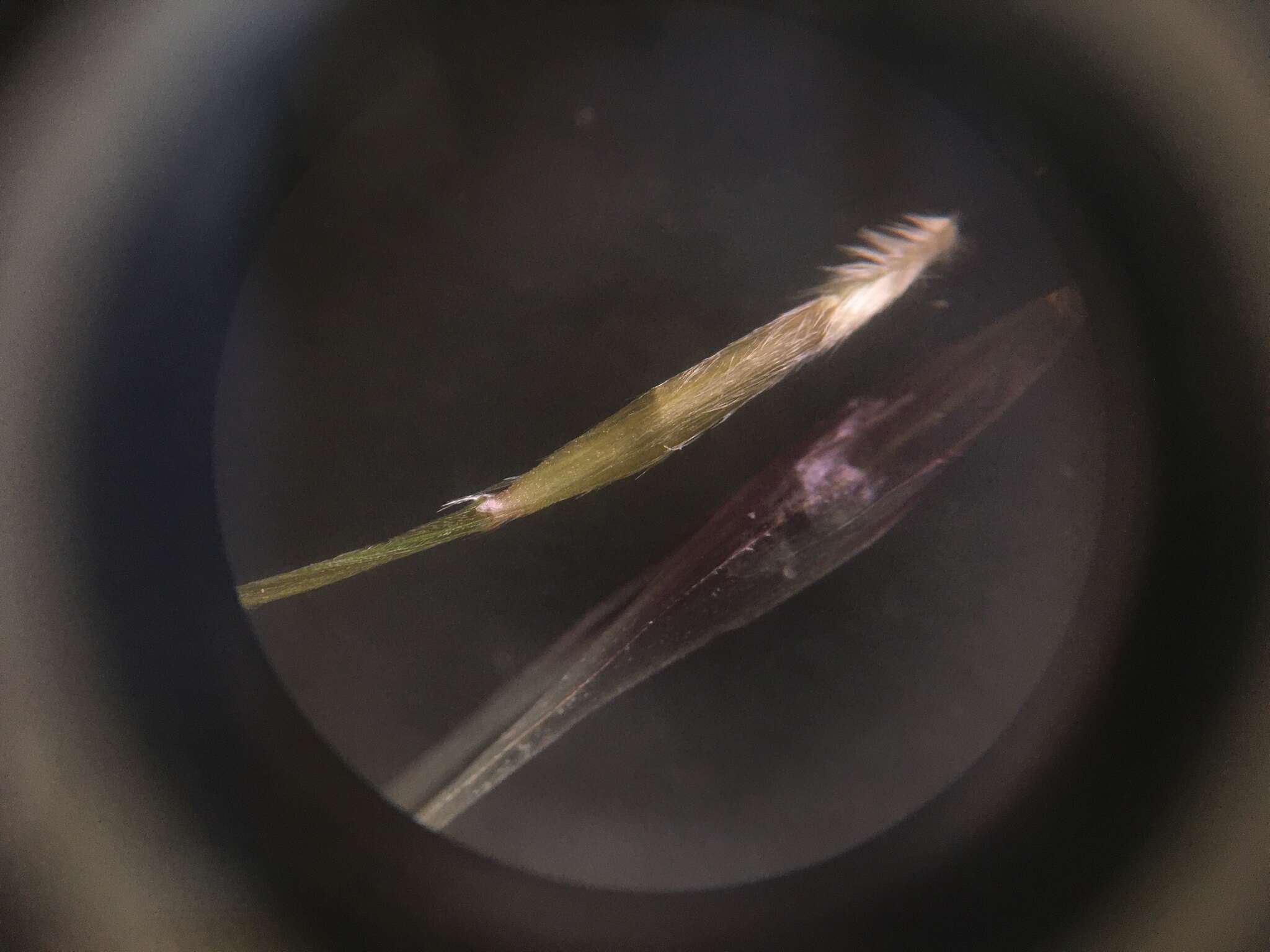 Image of Austrostipa nodosa (S. T. Blake) S. W. L. Jacobs & J. Everett