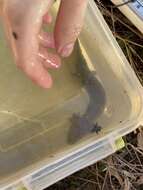 Image of Neuse River Waterdog