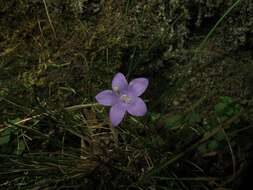 Image of Campanula arvatica subsp. adsurgens (Leresche & Levier) Damboldt