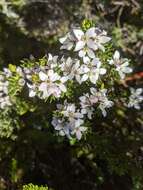 Image of Boronia citriodora Gunn ex Hook. fil.