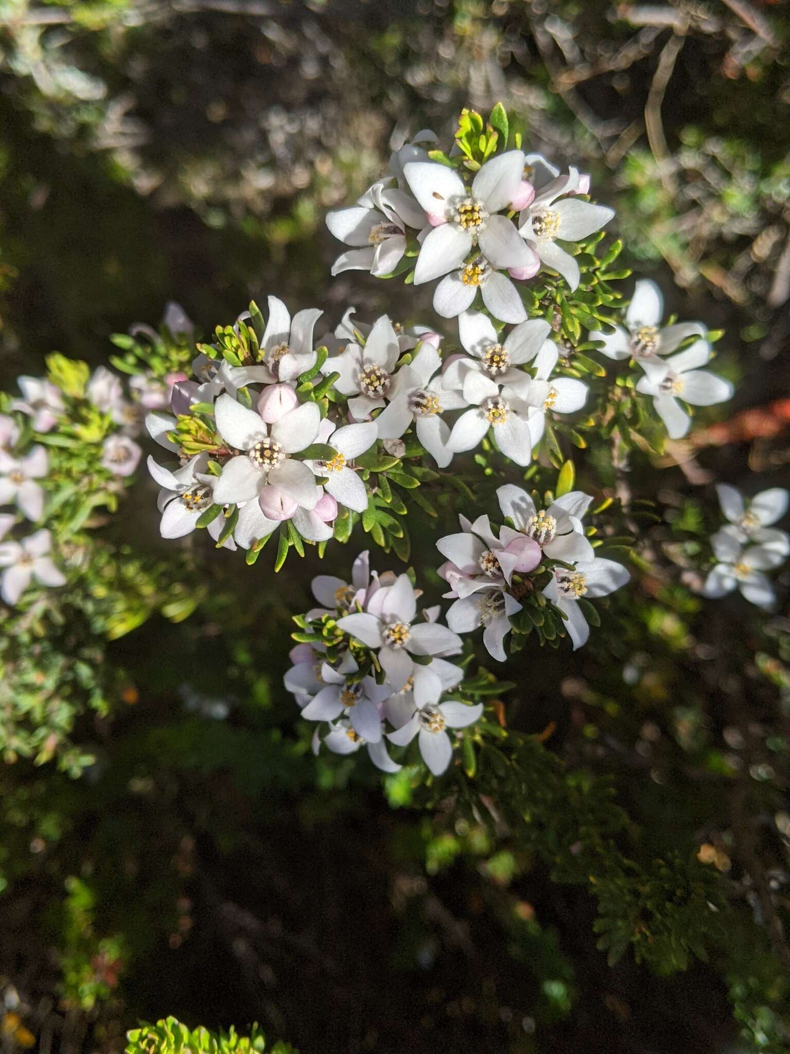 Image of Lemon Boronia