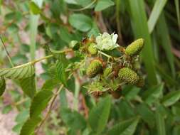Image of Rubus fraxinifolius Poir.