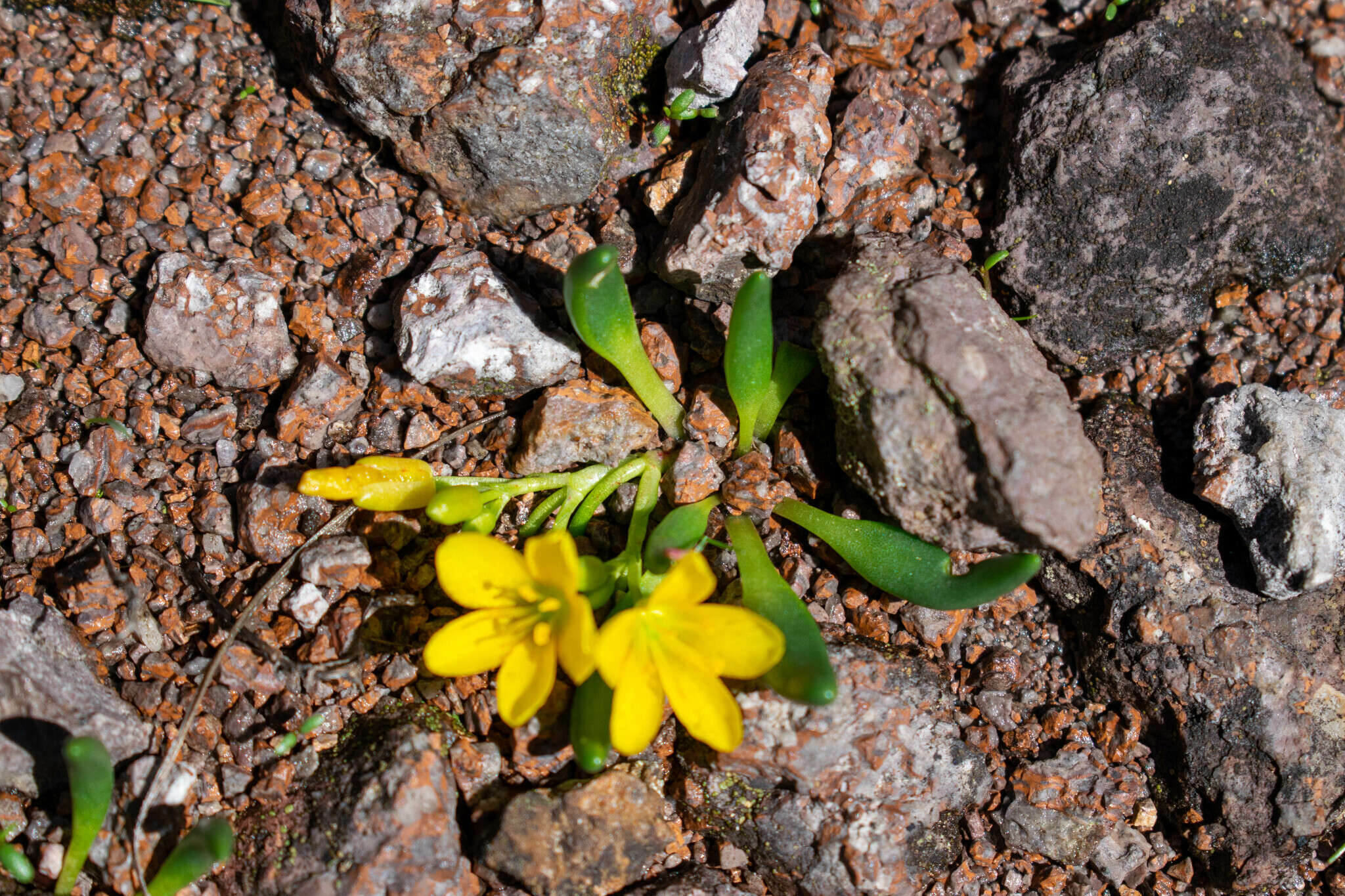 Image de Phemeranthus parvulus (Rose & Standl.) D. J. Ferguson & T. M. Price