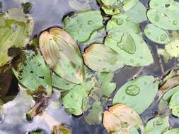 Image of Spotted Pondweed