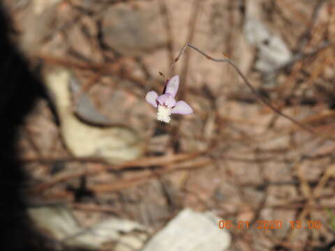 Image of Bletia lilacina A. Rich. & Galeotti