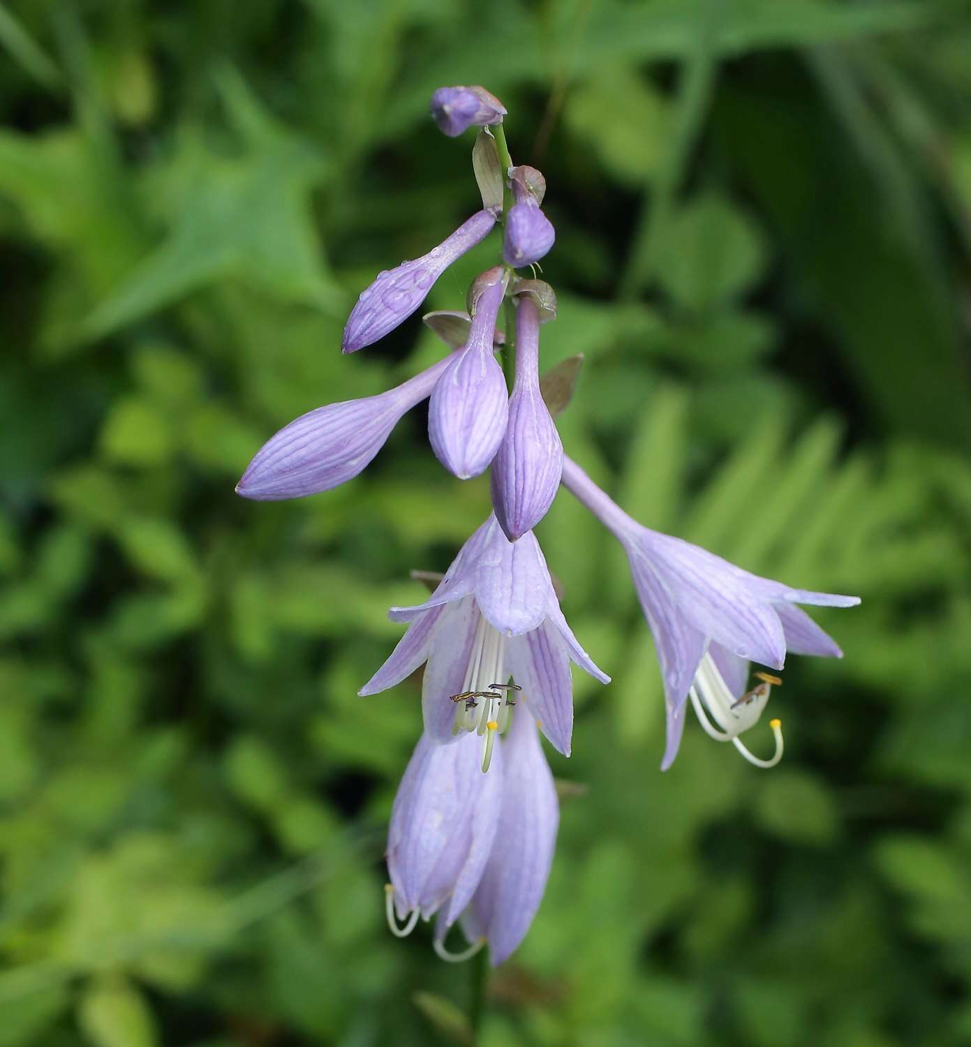 Image of Hosta sieboldii (Paxton) J. W. Ingram