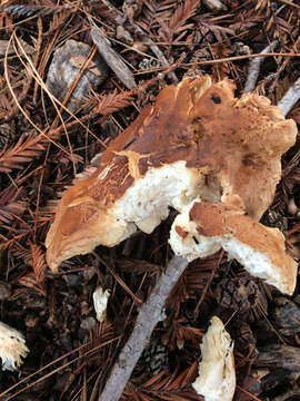 Image of bitter brown leucopaxillus