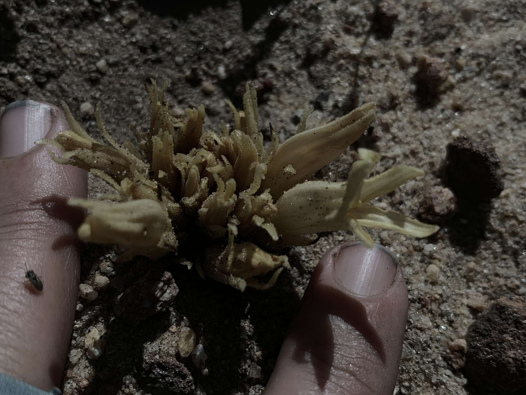 Image of California broomrape