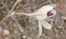 Image of Tritonia bakeri subsp. bakeri