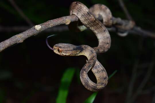 Image of Keeled Slug-eating Snake