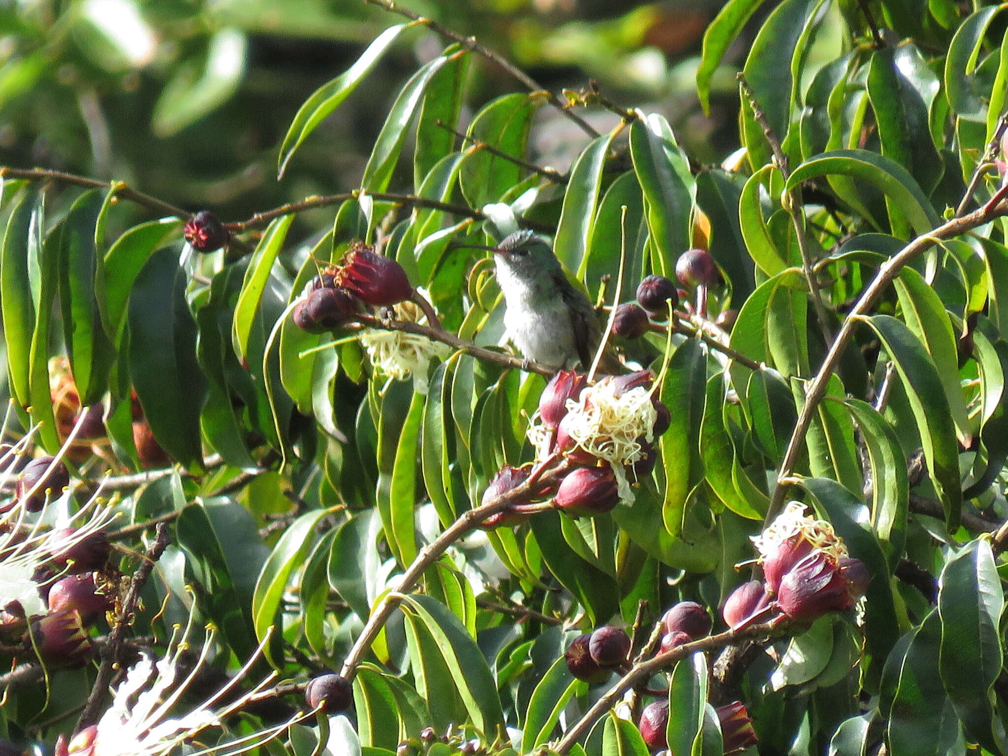 Image of Lafoensia acuminata (Ruiz & Pav.) DC.