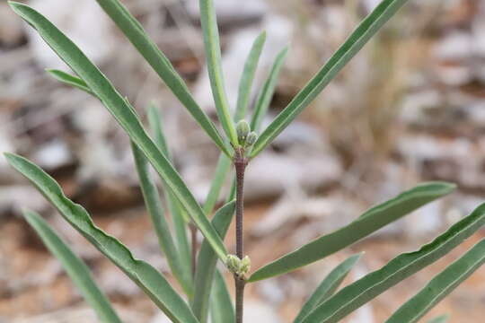 Image of Raphionacme velutina Schltr.