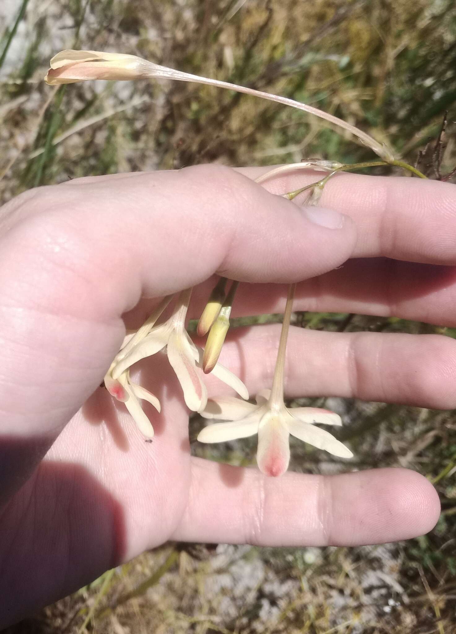 Image of Ixia paniculata D. Delaroche