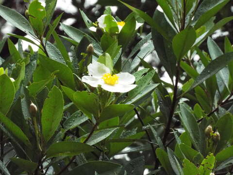 Imagem de Gordonia lasianthus L. ex Ellis