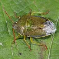 Image of Piezodorus lituratus (Fabricius 1794)