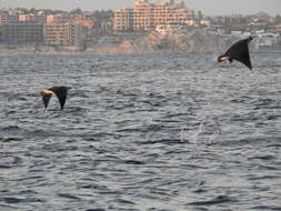 Image of Munk&#39;s devil ray