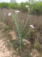 Image of red pricklypoppy