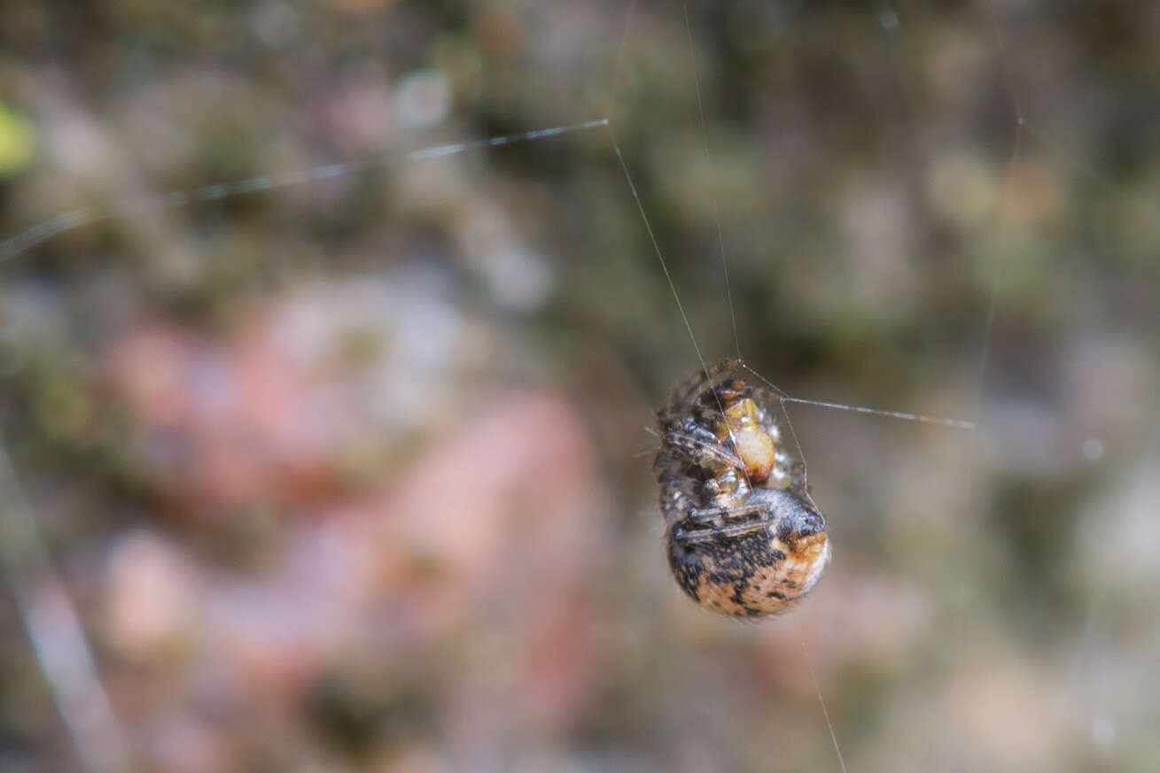 Image of Parasteatoda tabulata (Levi 1980)