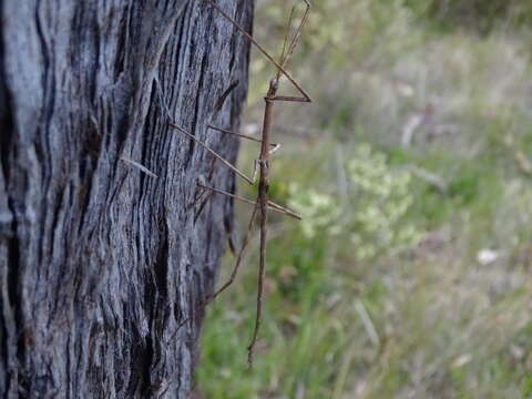 Image of Ctenomorpha marginipennis Gray & G. R. 1833