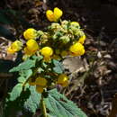 Image of Calceolaria rubiginosa C. Ehrh.