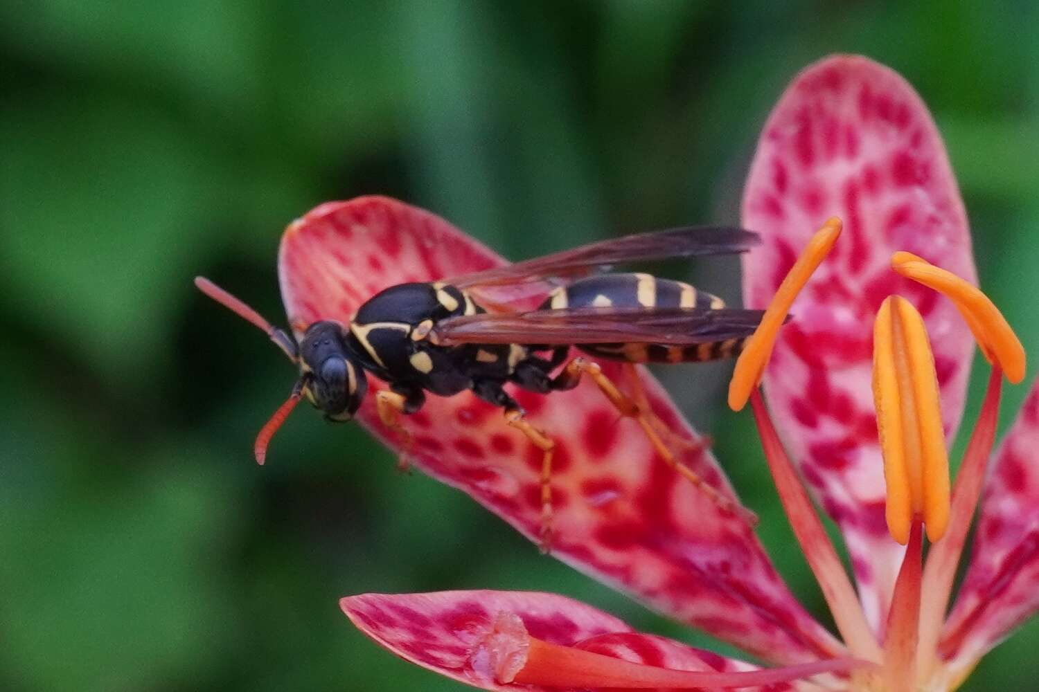 Image de Polistes chinensis antennalis Perkins 1905