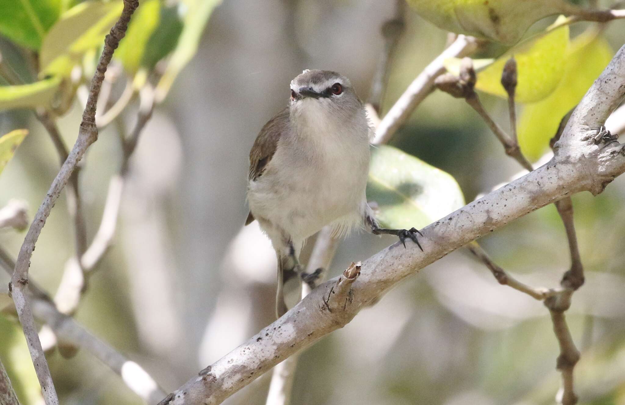 Image of Mangrove Gerygone