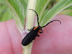 Image of Hemierana marginata (Fabricius 1798)