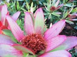 Image de Leucadendron sessile R. Br.