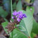 Image of Harleya oxylepis (Benth.) Blake