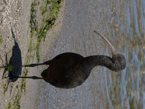 Image of Puna Ibis