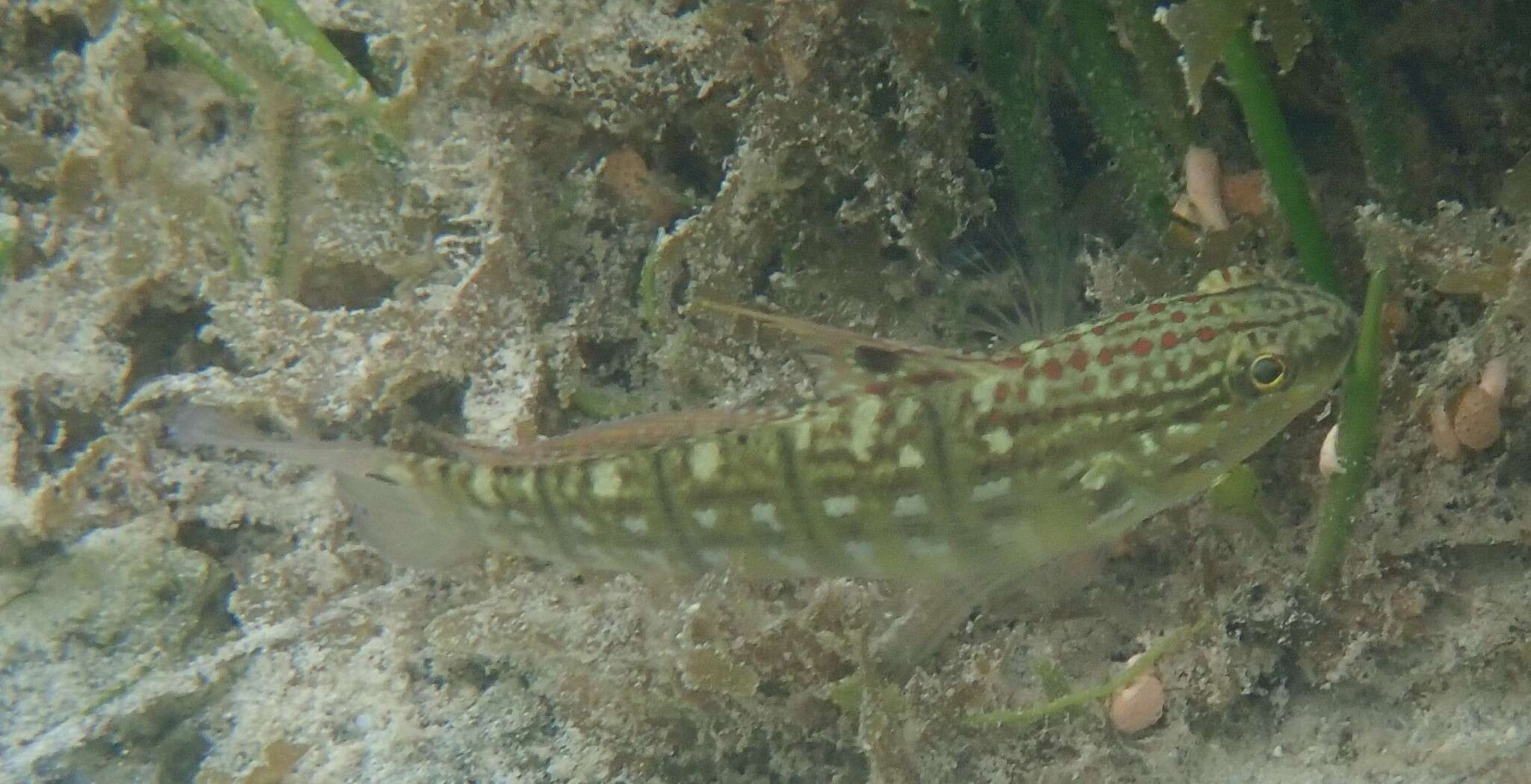 صورة Amblygobius semicinctus (Bennett 1833)