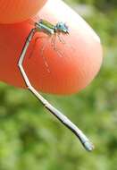 Imagem de Nehalennia gracilis Morse 1895