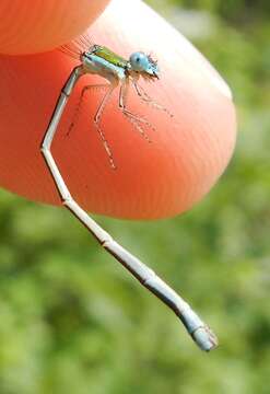 Imagem de Nehalennia gracilis Morse 1895