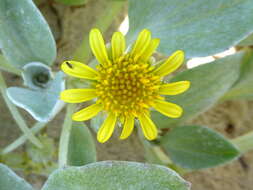 Image of Sand daisy