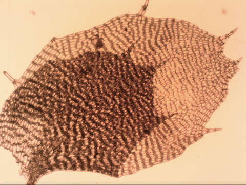 Image of Balantiopsis diplophylla (Hook. fil. & Taylor) Mitt.