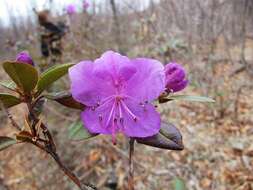 Image of Rhododendron mucronulatum subsp. sichotense (Pojark.) A. Khokhr.