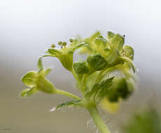 Image of smooth lady's mantle