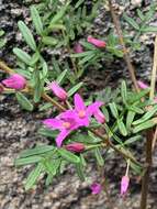 Image of Lovely Boronia