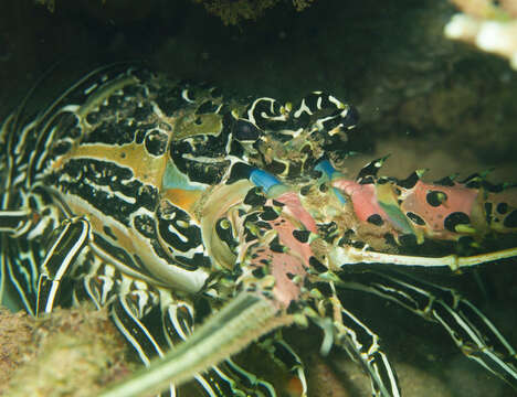 Image of Painted Spiny Lobster