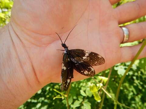 Image of Nigronia serricornis (Say ex Keating 1824)